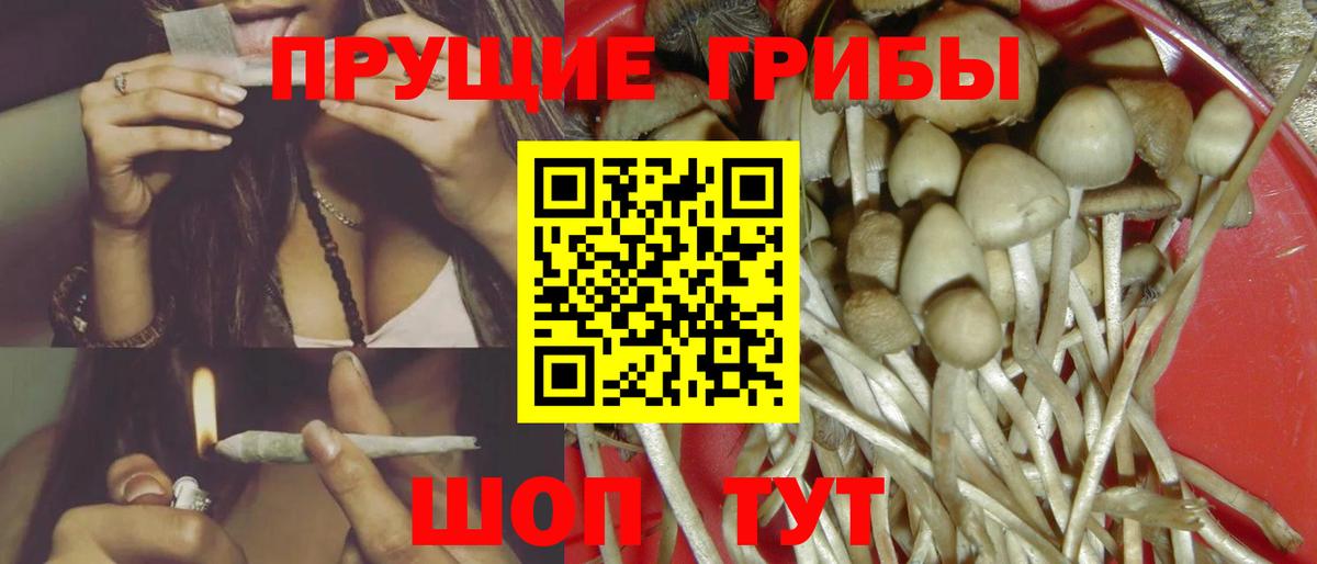Псилоцибиновые грибы Cubensis Углич